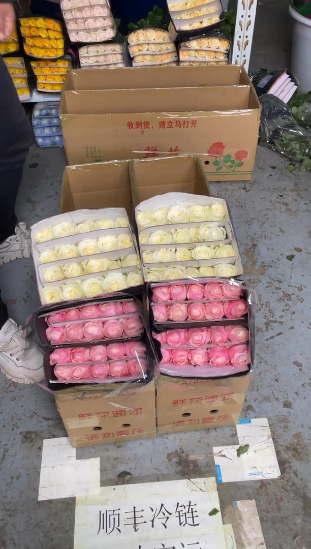 骄傲20枝+凯瑟琳20枝