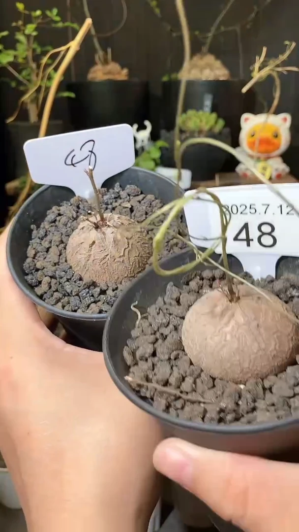 48号712福利南非龟甲龙买1送1个