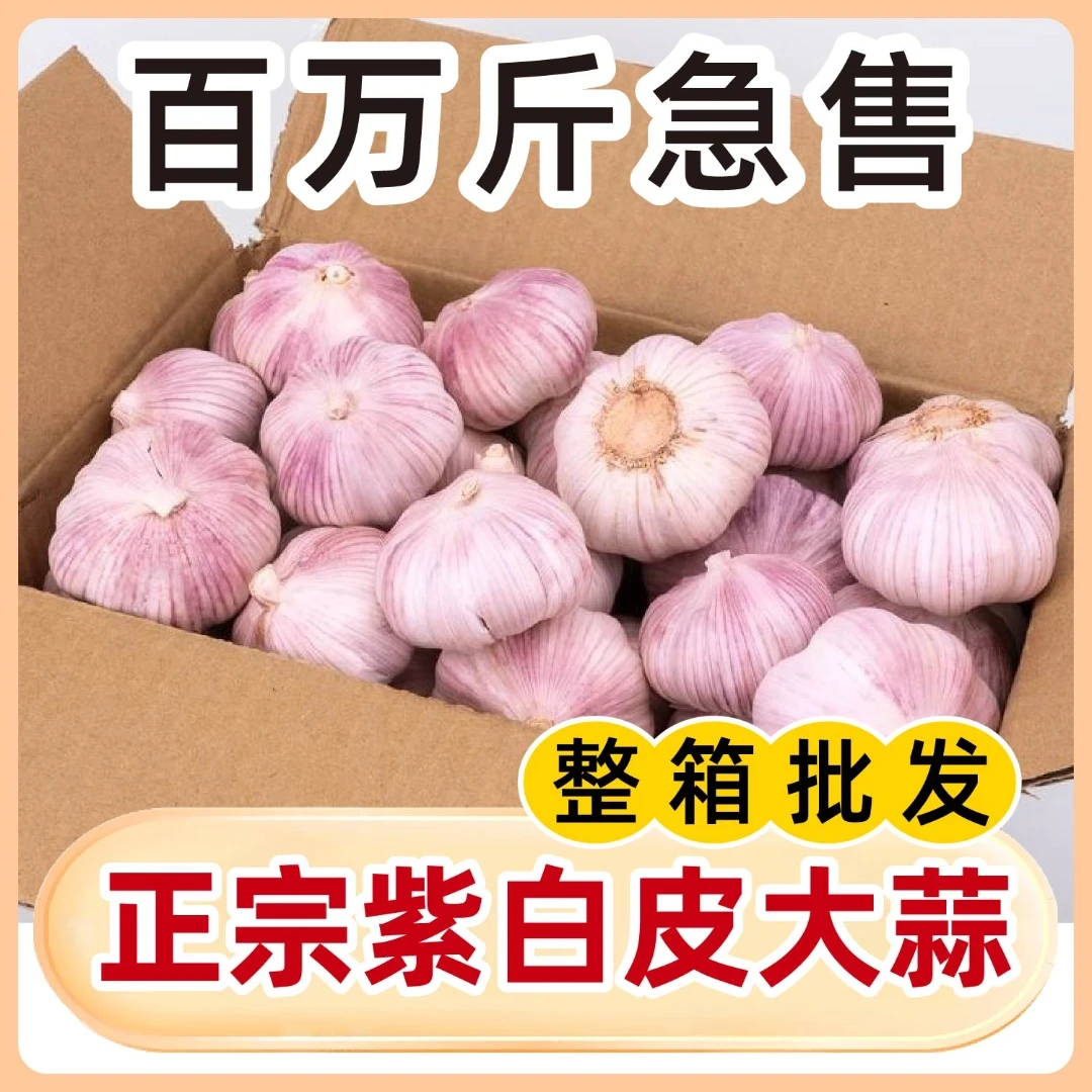 正宗紫白皮大蒜新鲜干蒜农产品生鲜特产FG2