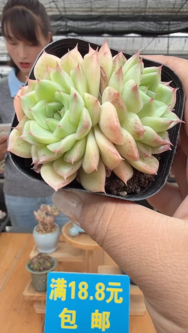 东云多肉园二店-31