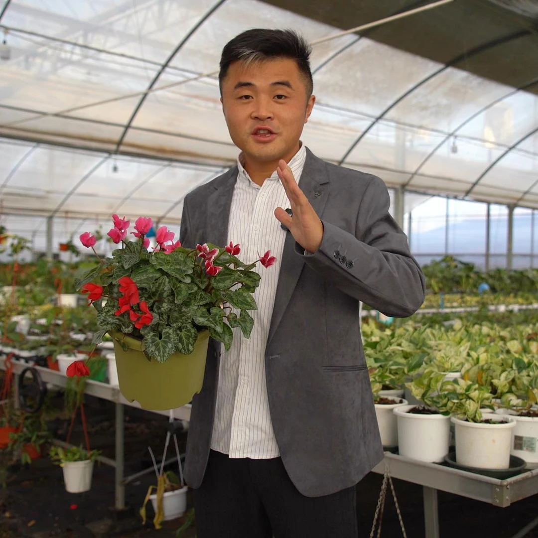 朱顶红南非球新春大礼包