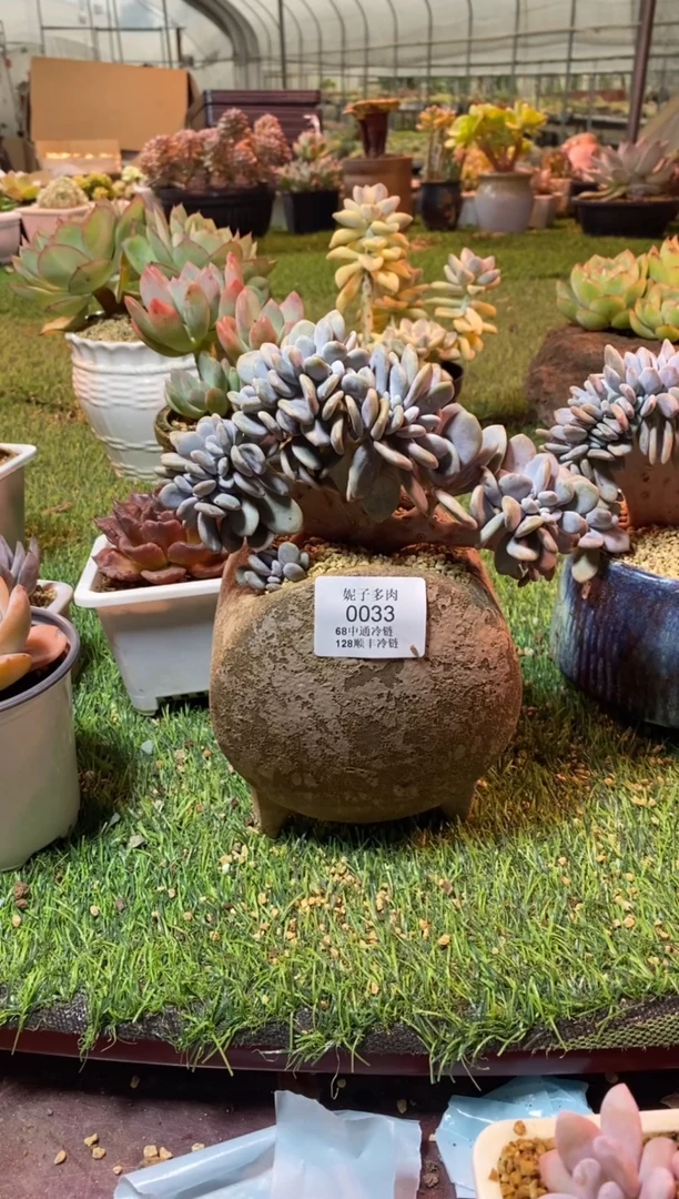 小*子0033（满28包邮发货）