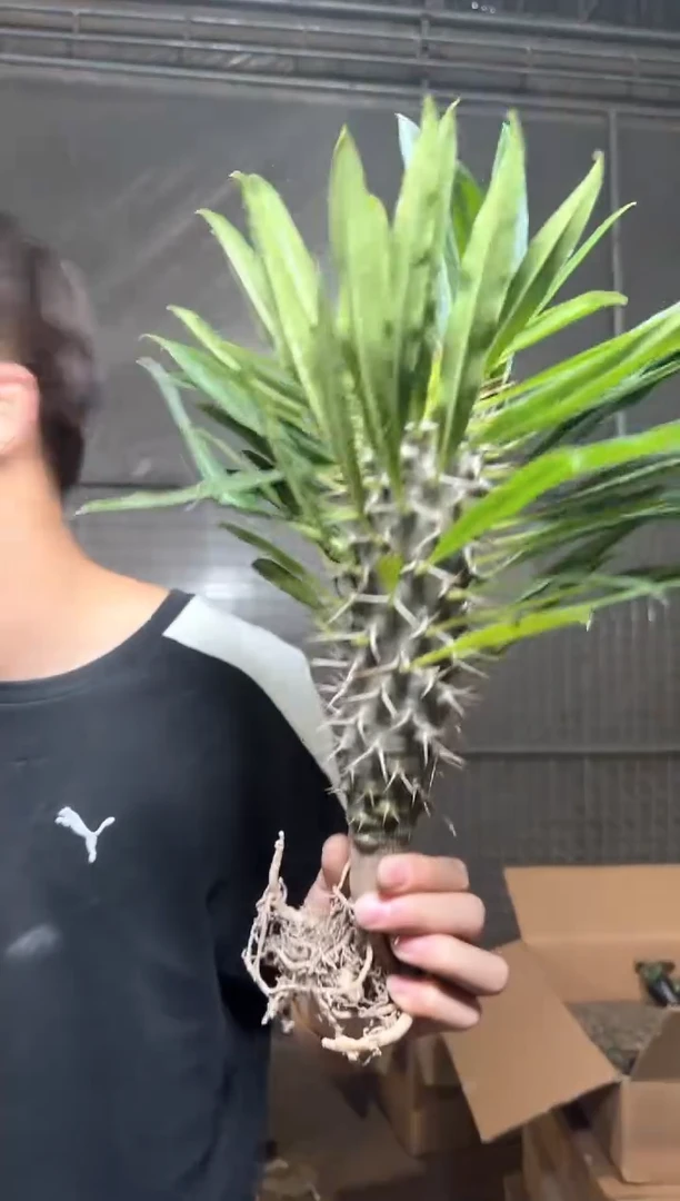 【实生根】  霸王树