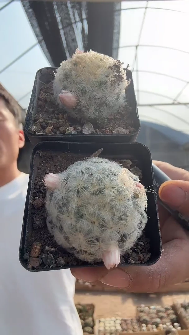 2-15两颗9.99