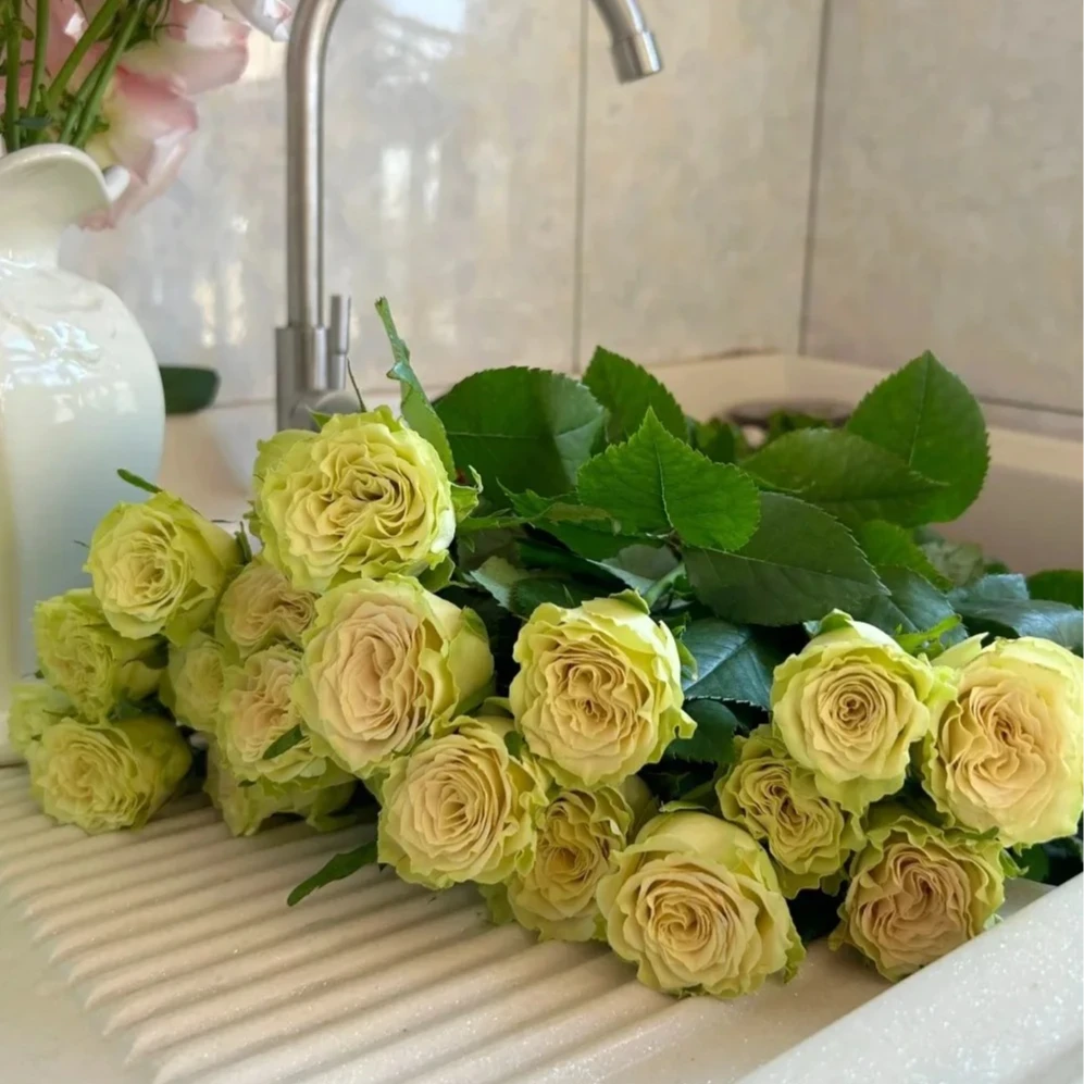 【上官婉儿】绿色系单头绿玫瑰切花顺丰1单包邮花束鲜花混搭