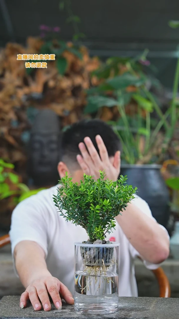 当前无花栽培后可以开花黄杨130T