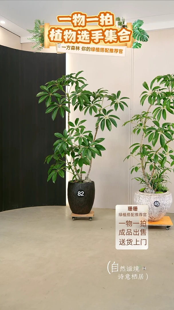 无花朵梅日本进口保罗大叶伞种好栽好一整套送货上门