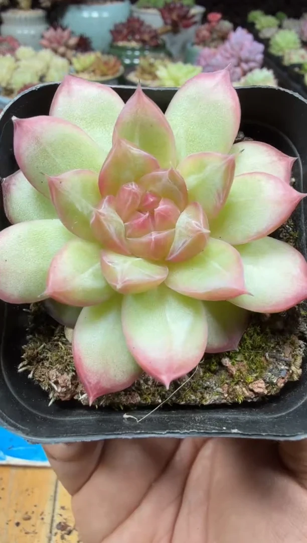 东云多肉三号店-112