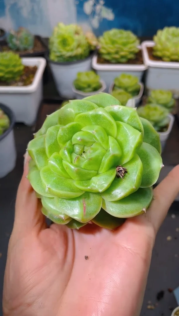 231翡冷翠一物一拍