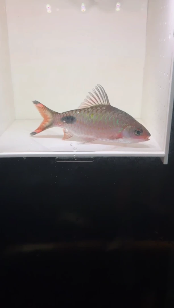 工具鱼红杂紫111