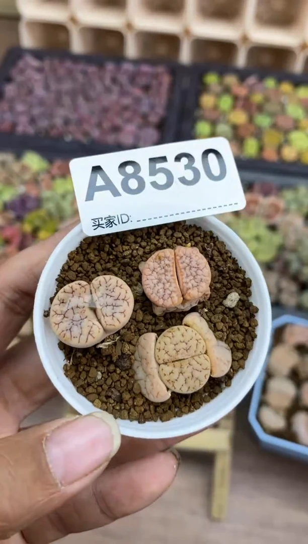 【闪购商品】8530直播一物一拍