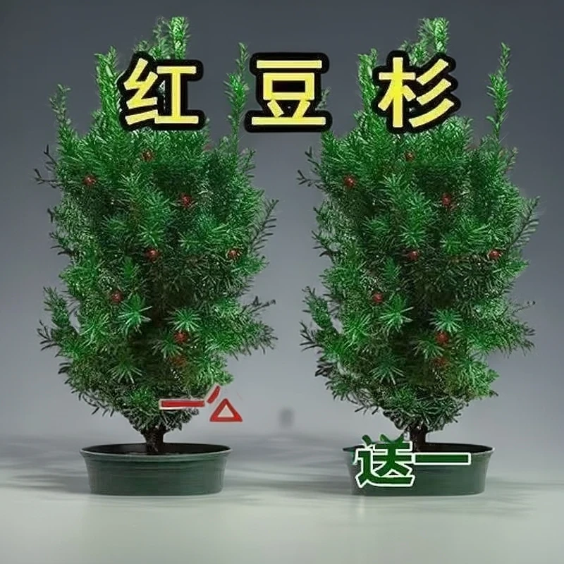 正宗地亚红豆杉盆栽室内盆景树苗耐旱耐寒四季常青植物花卉绿植