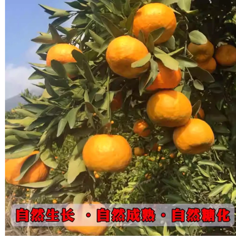 【二狗专属】湘西本地应季椪柑