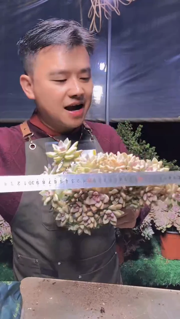 207淡雪缀化一物一拍