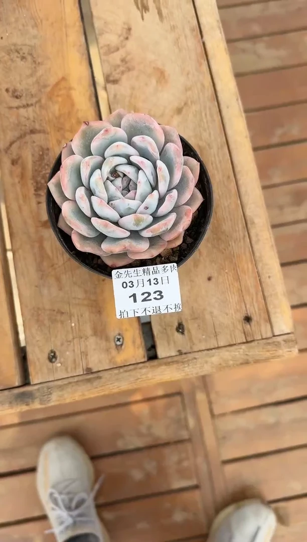 【闪购商品】0313-123橙梦露锦