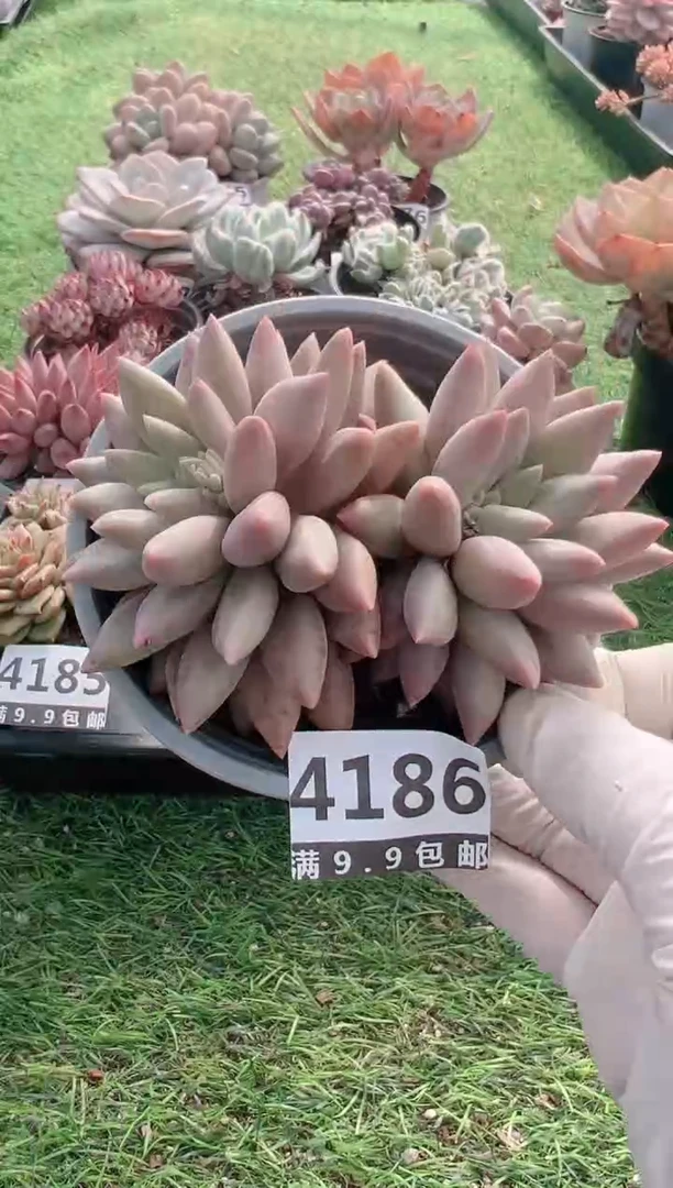 【闪购商品】信福多肉一物一拍