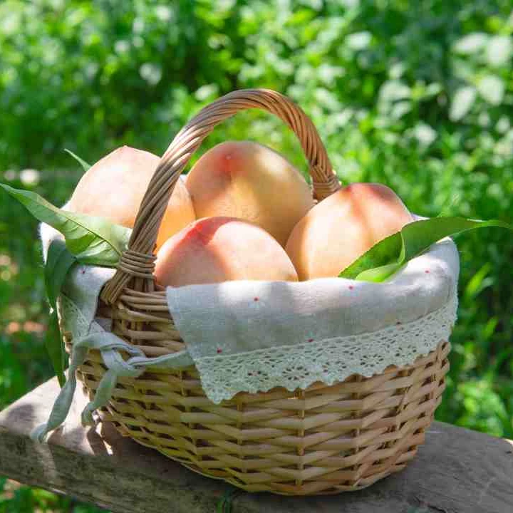 鲜笃笃正宗无锡阳山水蜜桃爆汁皮薄肉厚应季新鲜现采现摘