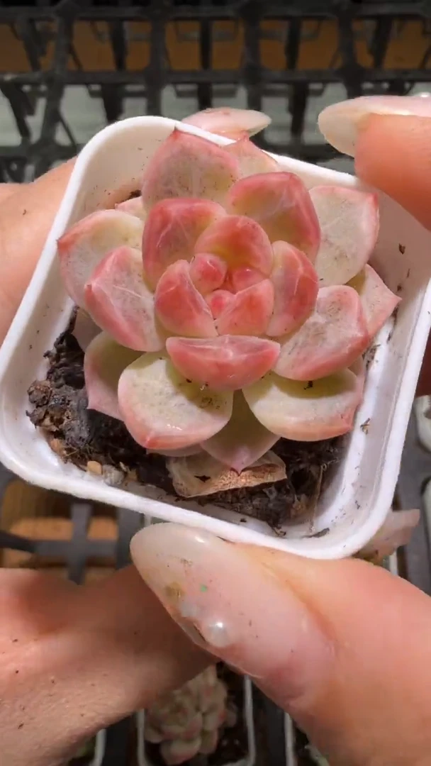 572  美人多肉植物