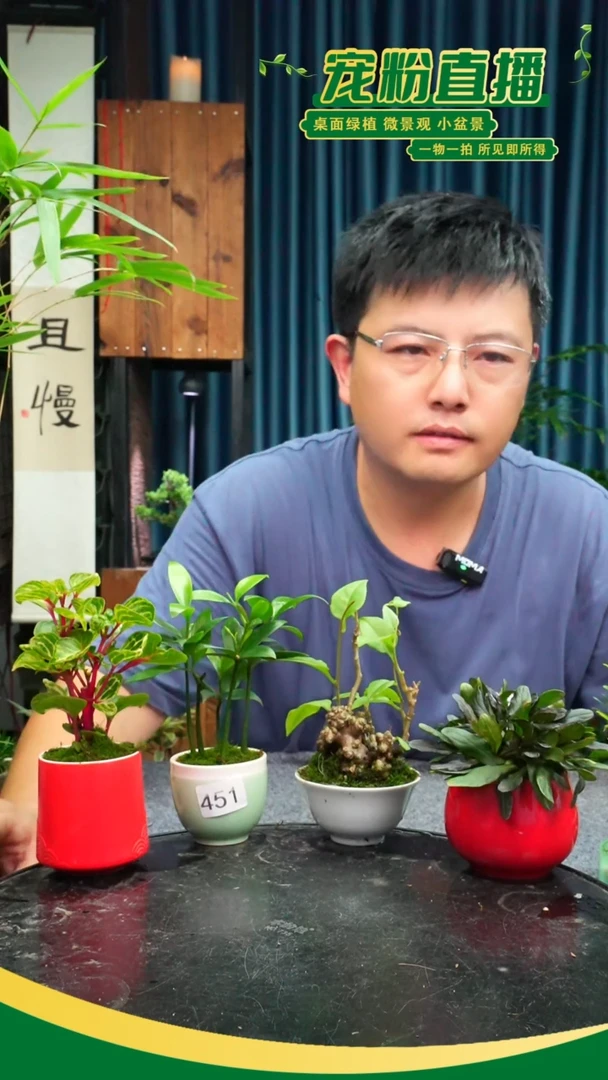 无花朵白*苔藓微景观451号