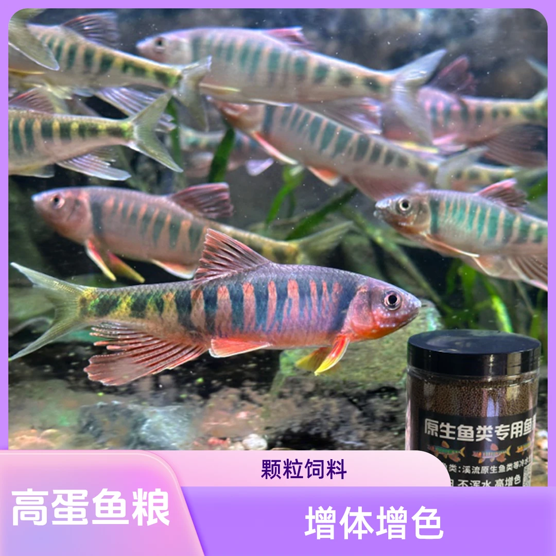 渔场自用高蛋原生鱼长鳍鱲饲料增体增色通用型观赏鱼粮