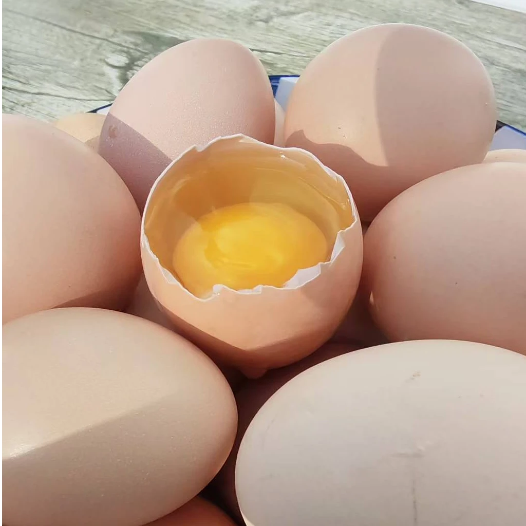 正宗散养土鸡蛋农村小笨鸡蛋新鲜现下蛋