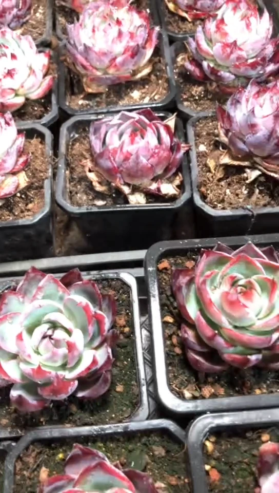 【闪购商品】惊鸿仙子脱土7.9米