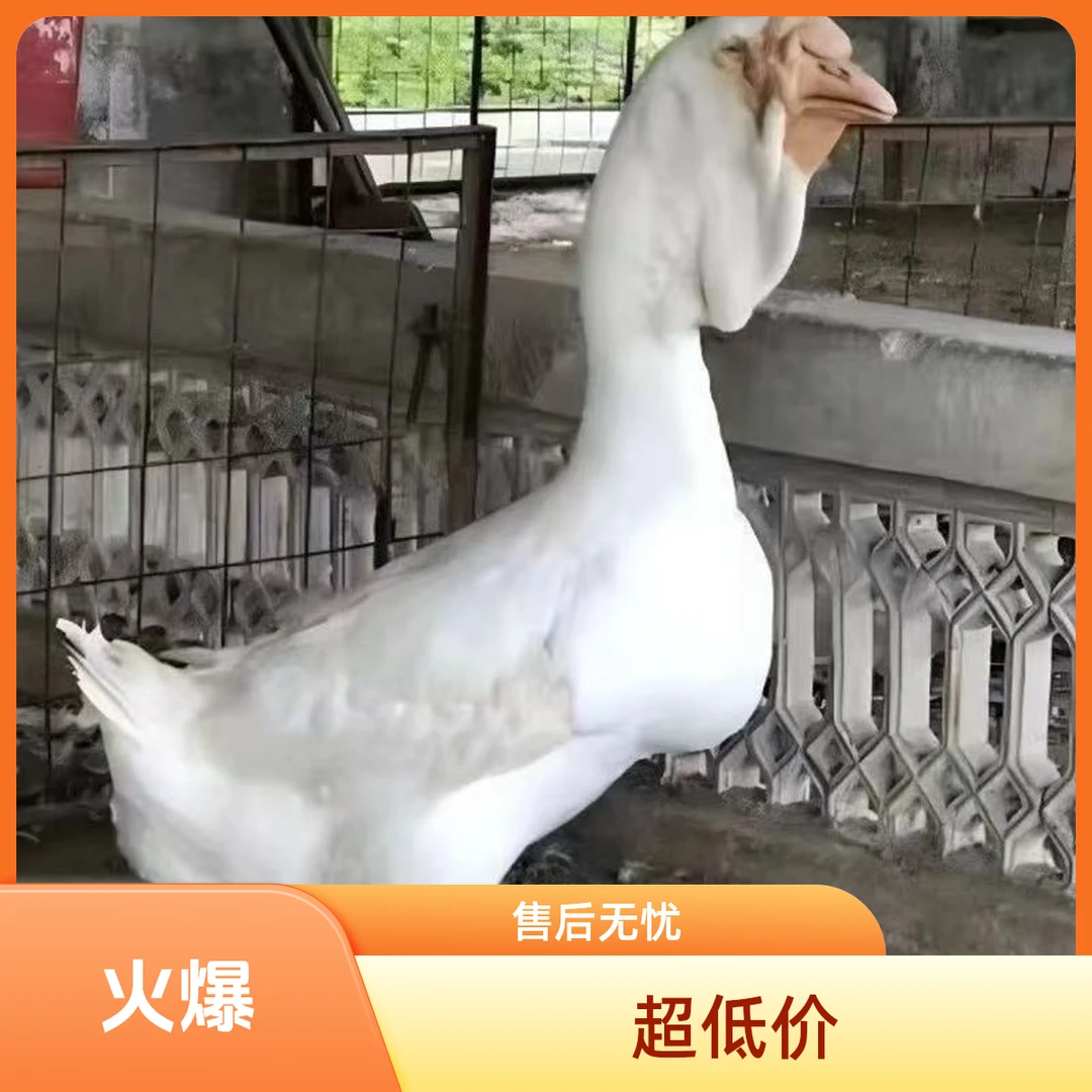 1斤左右发货（白色）狮头鹅 生鲜味美 包邮到家