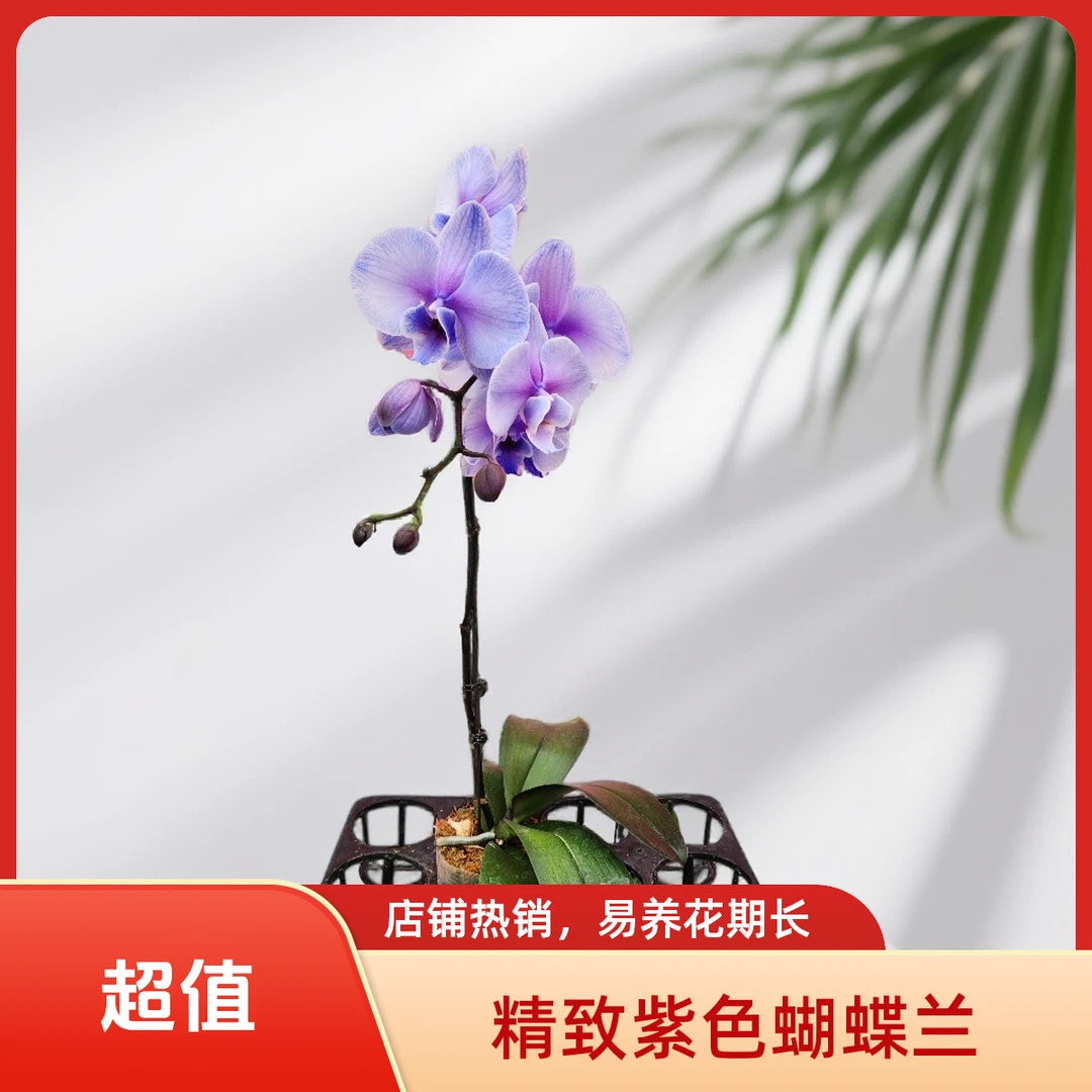 精品蝴蝶兰马卡龙四季鲜花花卉易养蝴蝶兰花期长好打理