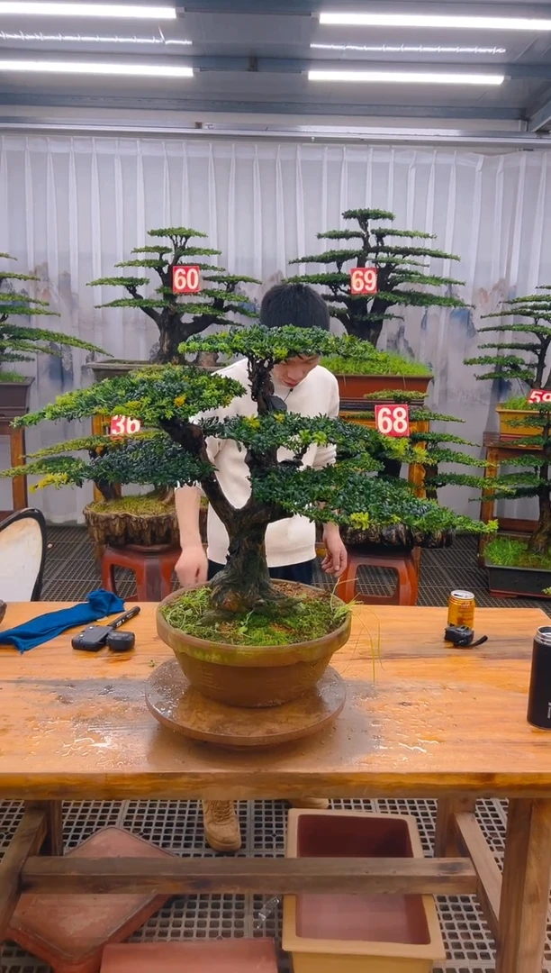 【闪购商品】紫砂精品盆景直播间一物一拍