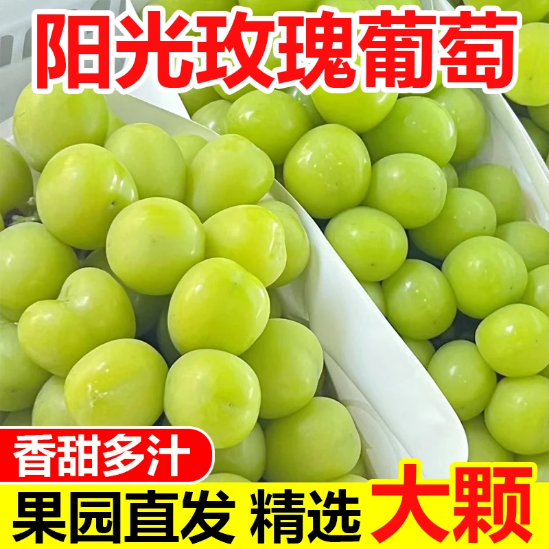 【顺丰鲜果】正宗阳光玫瑰新鲜晴王青提当季提子新鲜采摘水果S2-4