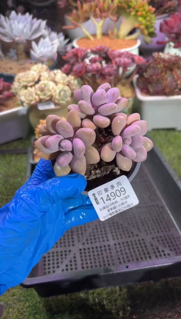 【闪购商品】14909