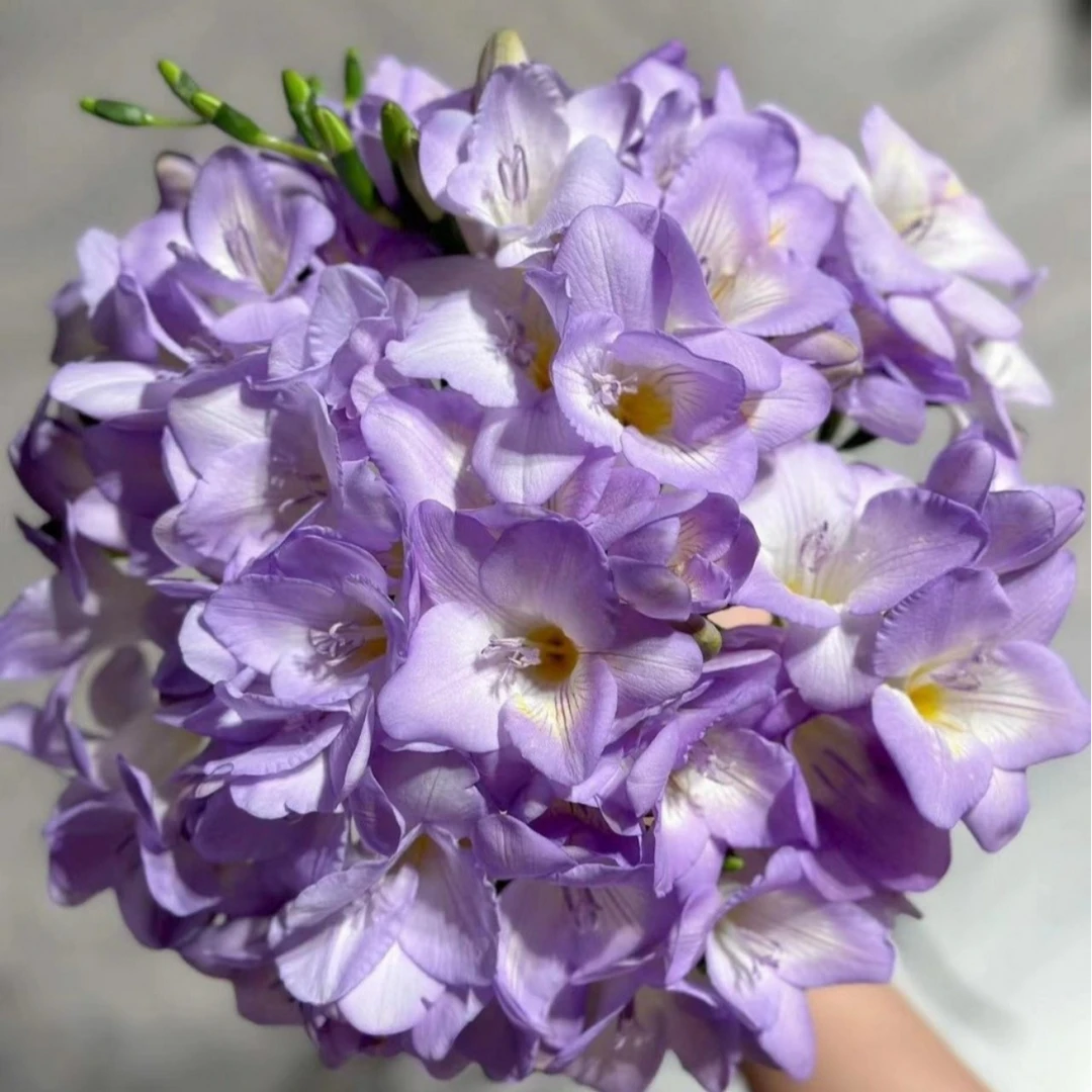 蓝色 超大球【5颗装】【蓝色海滩】 香水小苍兰种球 易养易开花易爆仔