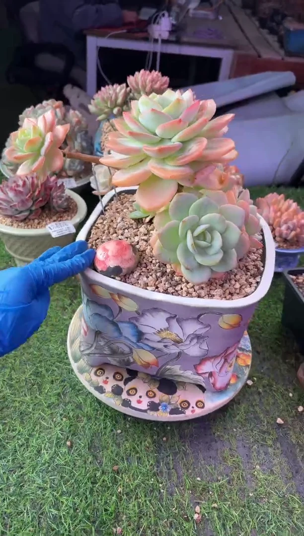 昆明印象多肉08408