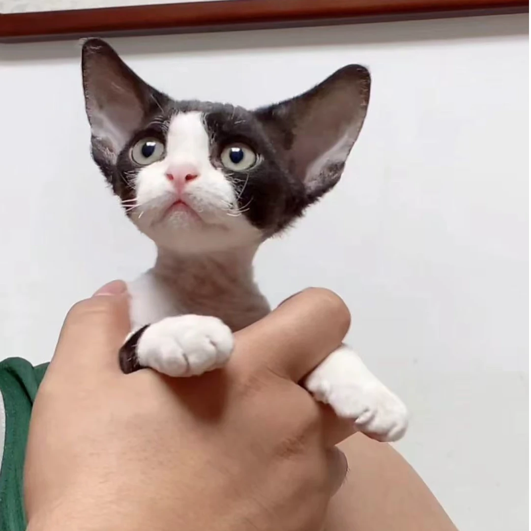 （溜达家的小德文）T猫咪活体
