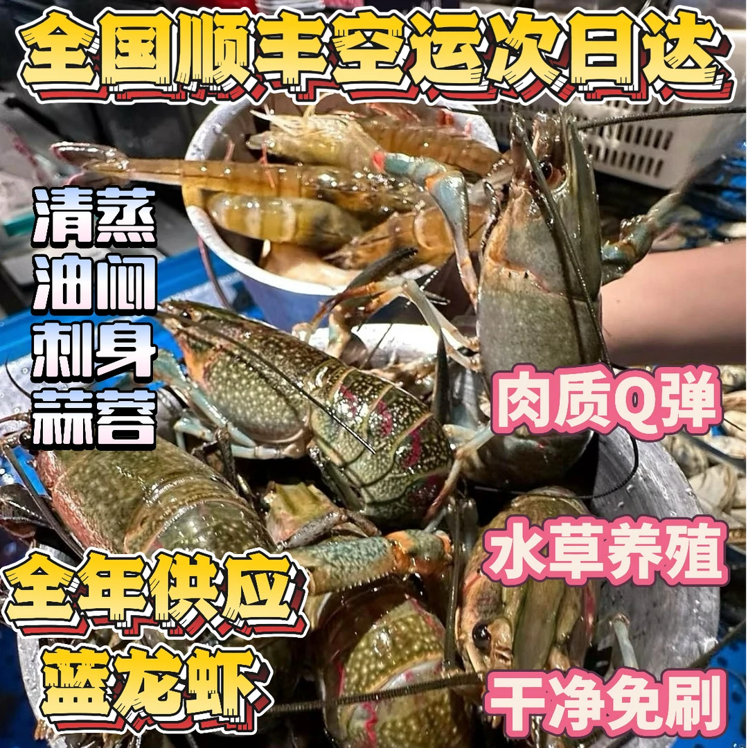 1斤超大澳洲蓝龙虾【顺丰空运】全国发货，活发肉多，包肥包鲜