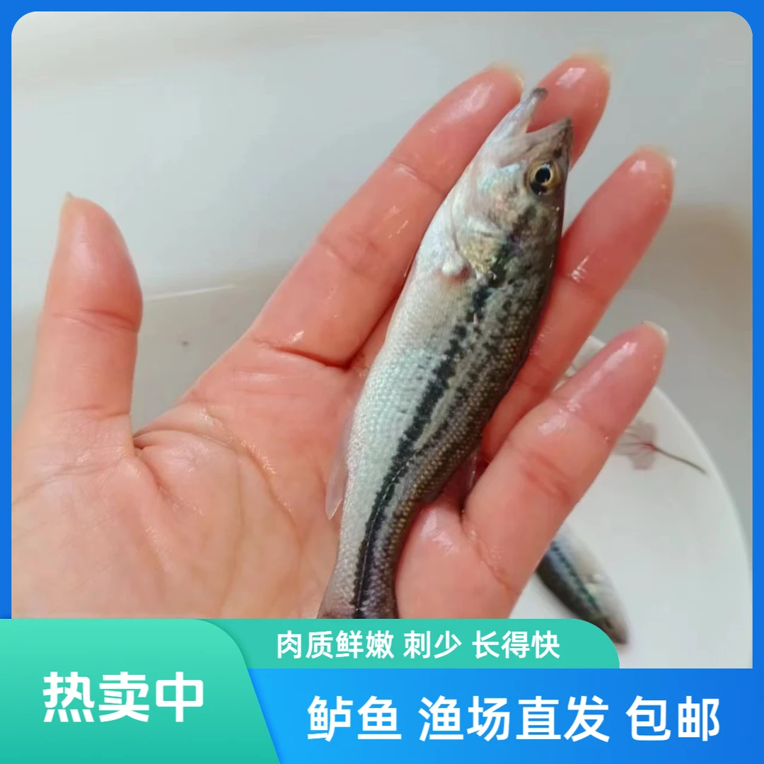 【活体】贵州优质鲈鱼大口鲈加州鲈鱼（4-8厘米）观赏鱼淡水鱼冷水鱼