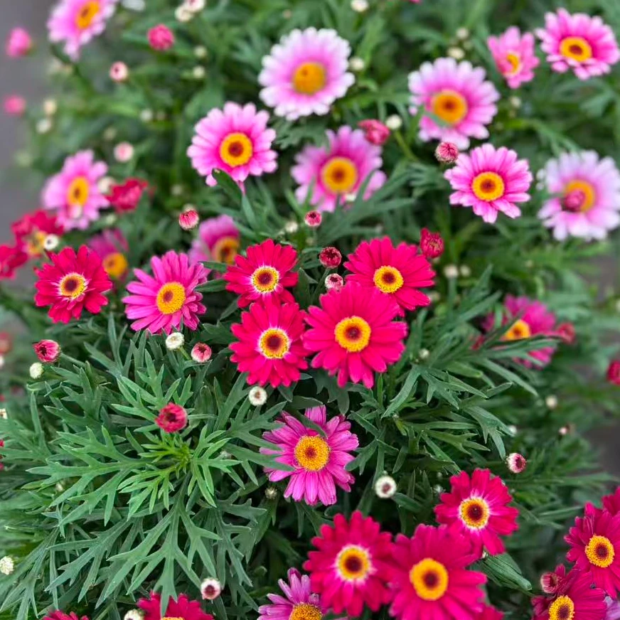 可爱粉+红糖果1.5加仑玛格丽特室内阳台窗台庭院开花机器带花苞