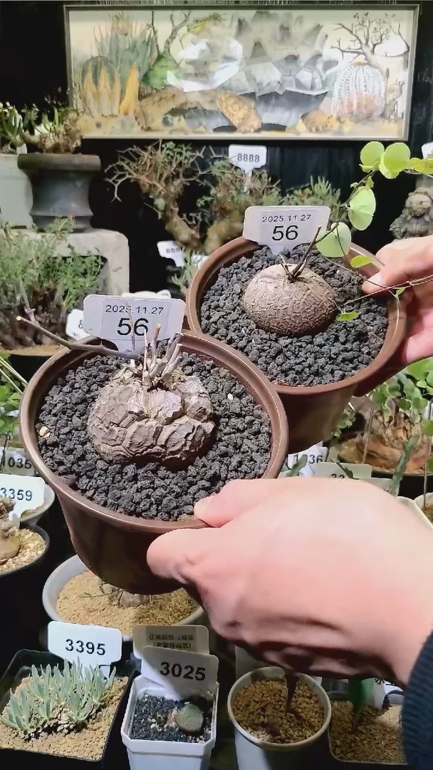 56号1127福利南非龟甲龙买一送一