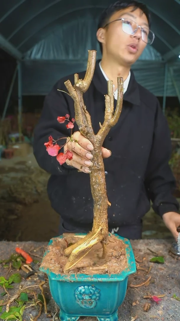 【闪购商品】168三角梅老桩以实物为准图片仅供参考