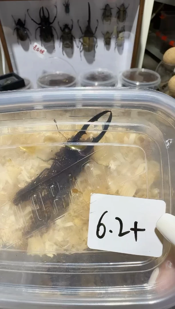 6.2酒红美它 新虫1只