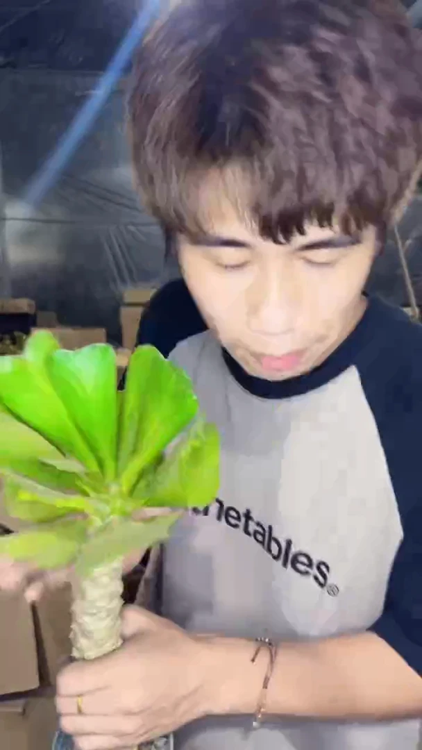 2颗 扇贝麒麟【带根】高10-20cm