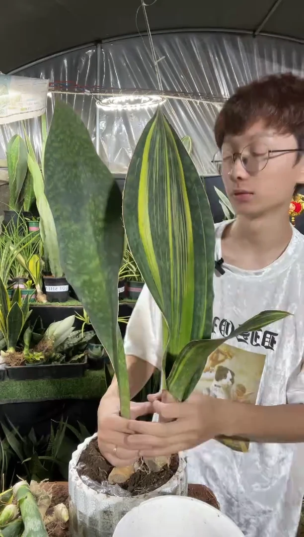 40cm单叶翡翠宝镜+单叶黄金宝镜裸根