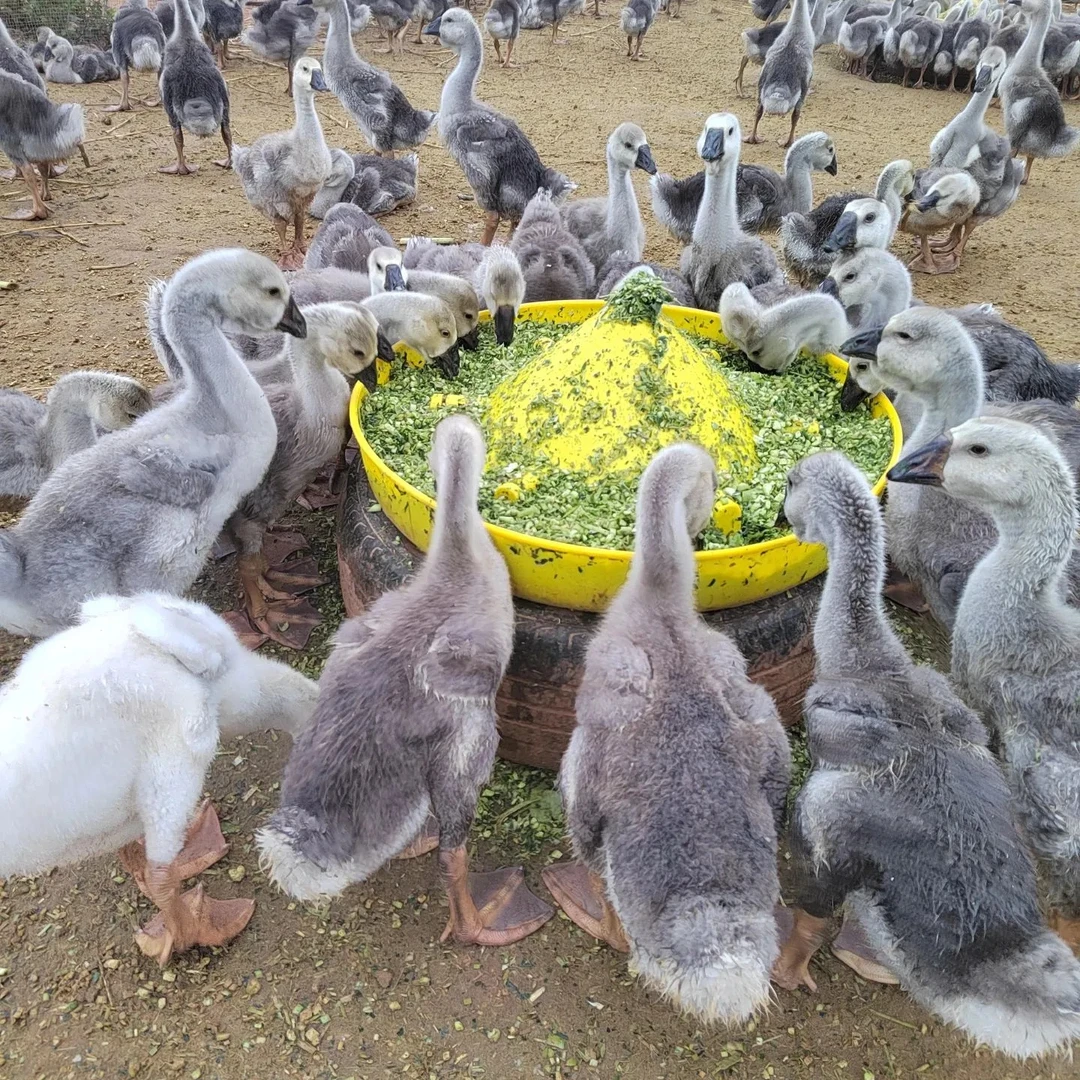 1斤左右发货 狮头鹅 （灰色）生鲜味美 包邮到家