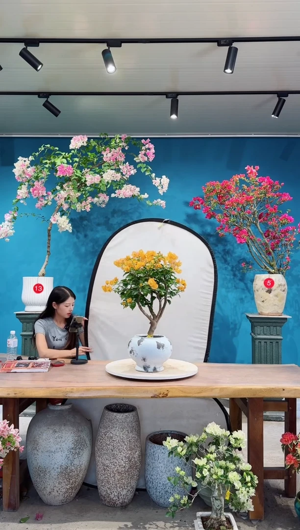 全部花朵金色光辉三角梅