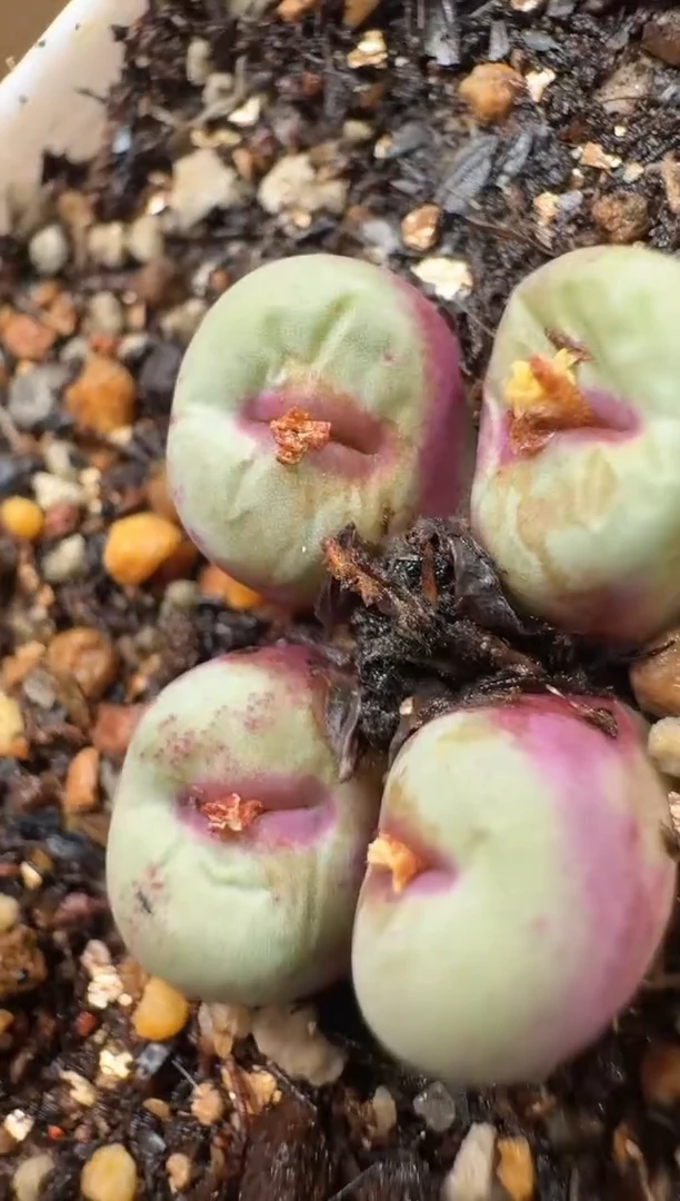 开***家多肉植物肉锥16-166大咧巴