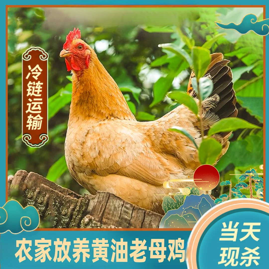 【胖丫家】买3送1 黄油老母鸡 带内脏 到手共4只净重9-10斤
