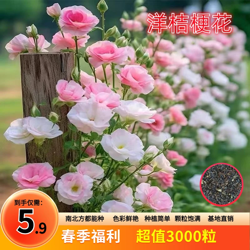 多色混色桔梗花种子四季易活地栽盆栽种子庭院南北方种植