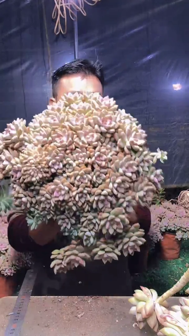 246淡雪缀化一物一拍