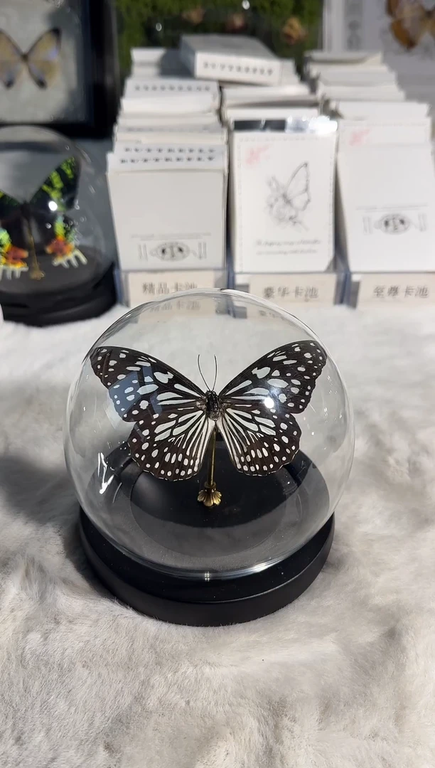 有机玻璃青斑水晶球精美蝴蝶