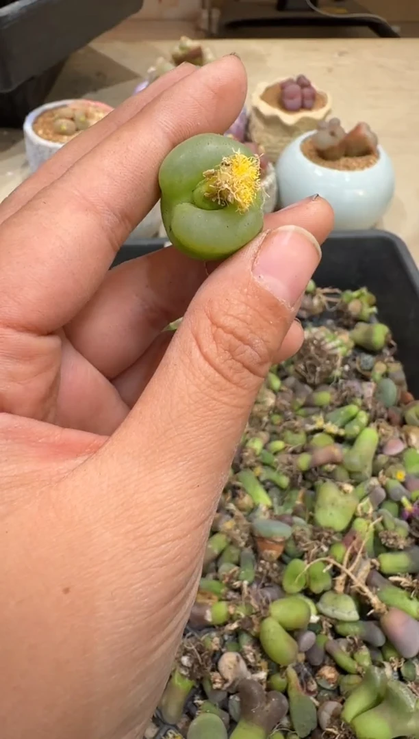 6-113多肉植物肉锥